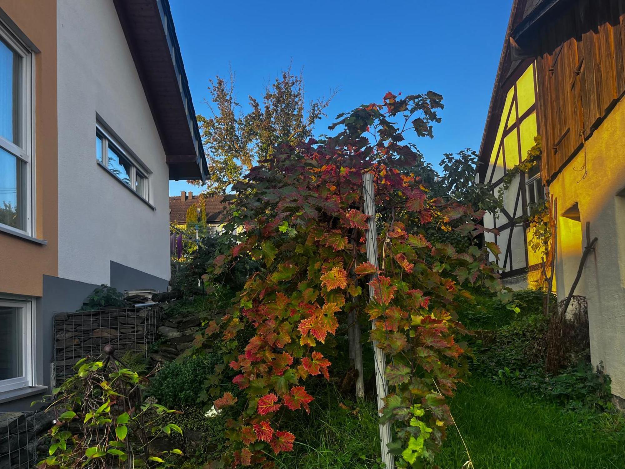 Kleine Auszeit - Ferienwohnung Heideberg - "Rhein" In Den Urlaub Bacharach Buitenkant foto
